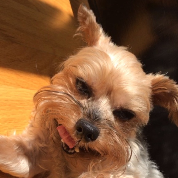 Meet your Posher, Bailey - Picture 1 of 1